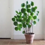 Pilea — port