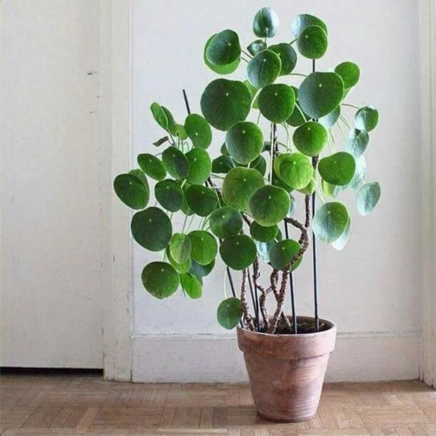 Pilea — port