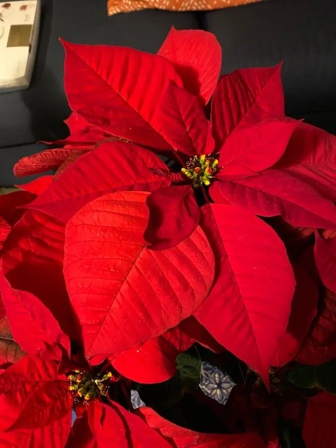 Poinsettia — feuillage