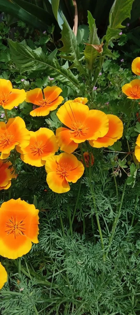 Eschscholzia — port