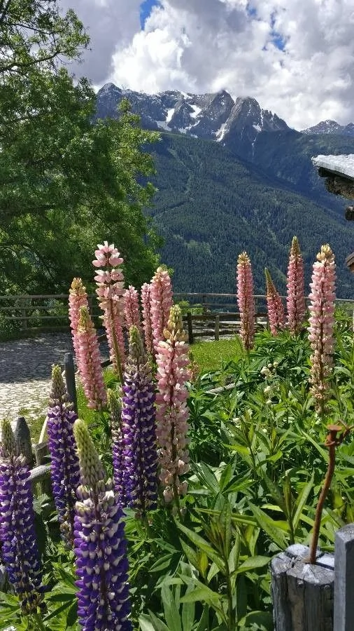 Lupin — port