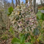 Hortensia — observation