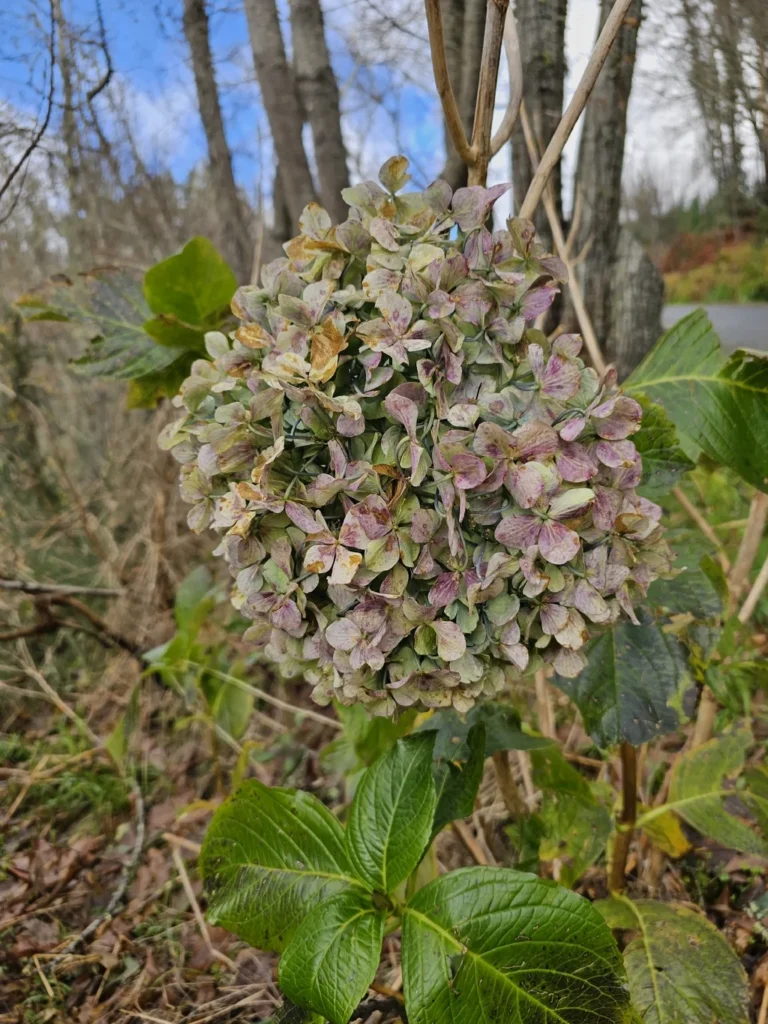Hortensia — observation