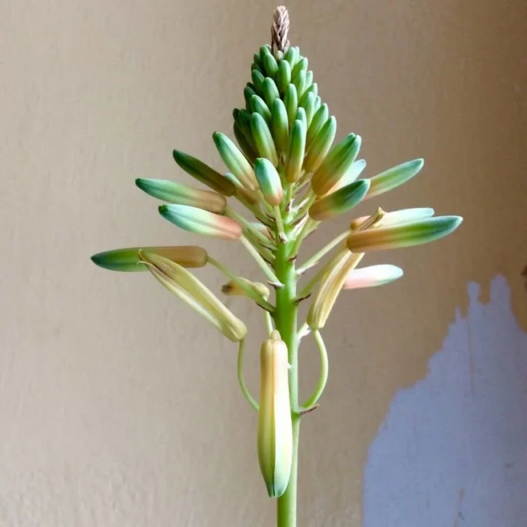 Aloe vera — fleur