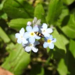 Myosotis — observation