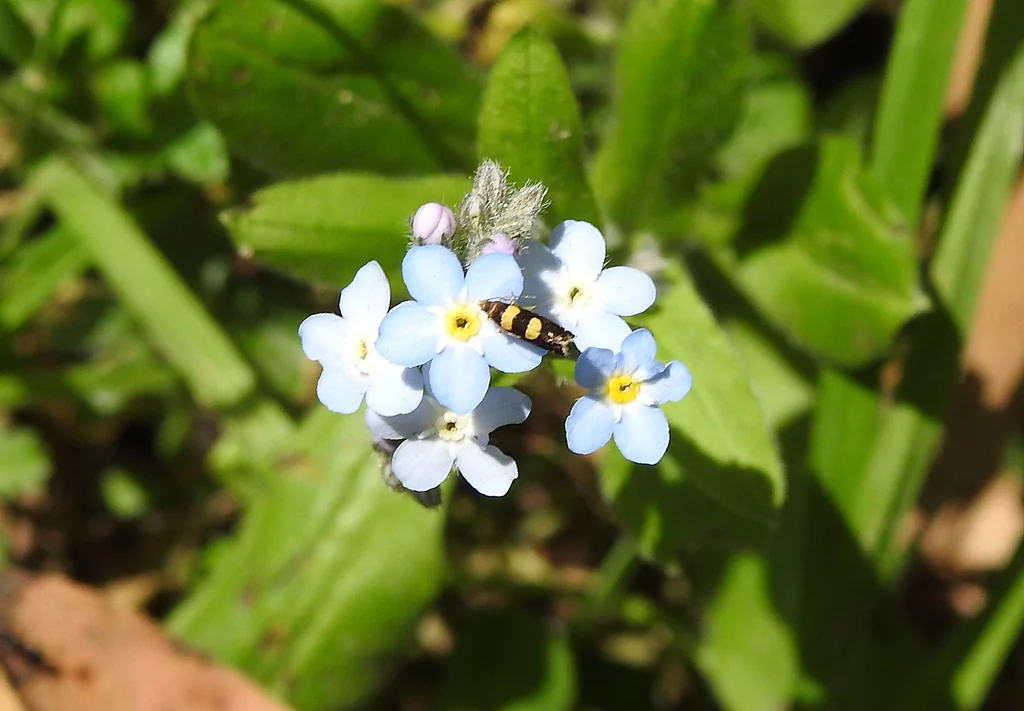 Myosotis — observation