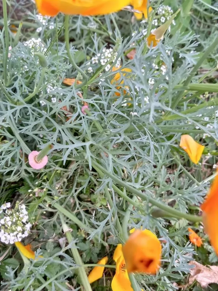 Eschscholzia — feuillage