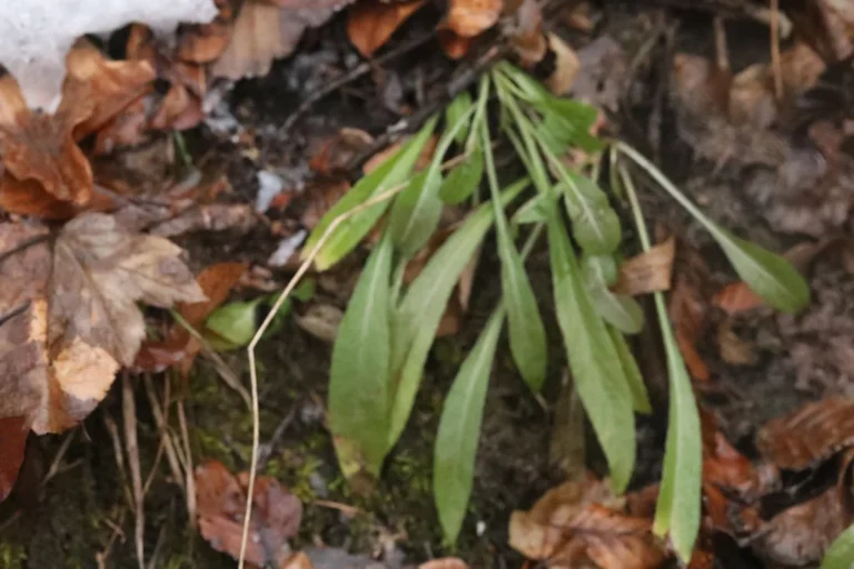 Campanule — observation