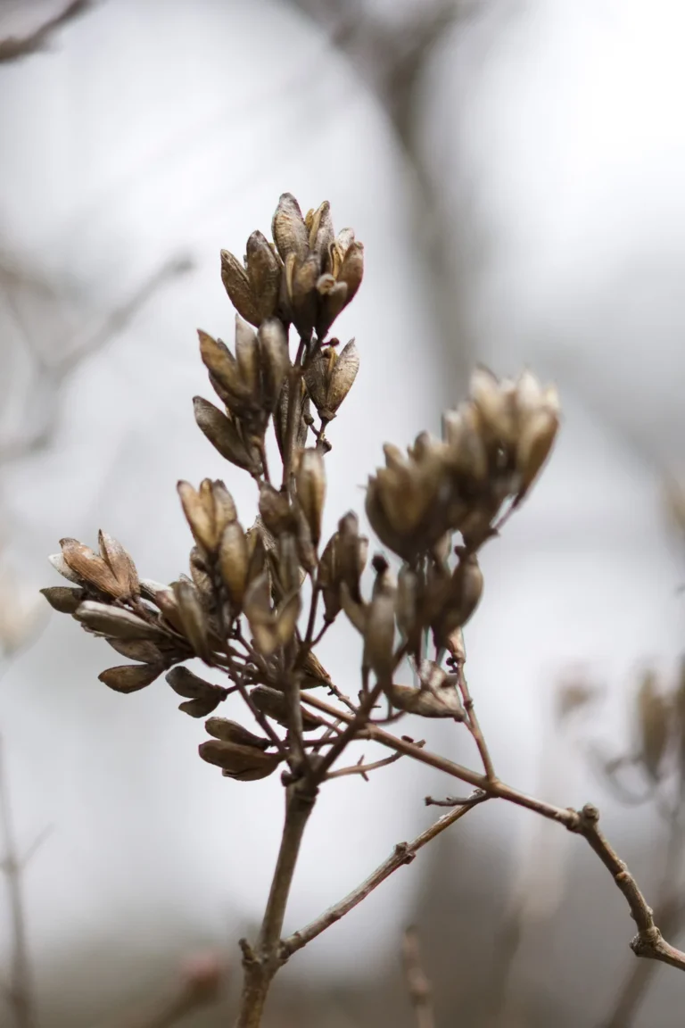 Lilas — observation