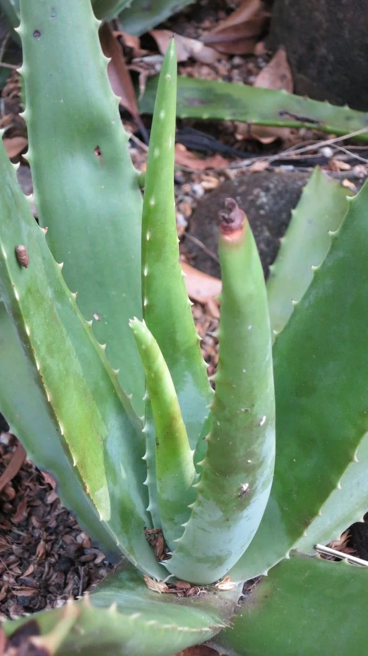 Aloe vera — port