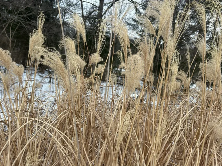 Miscanthus — observation