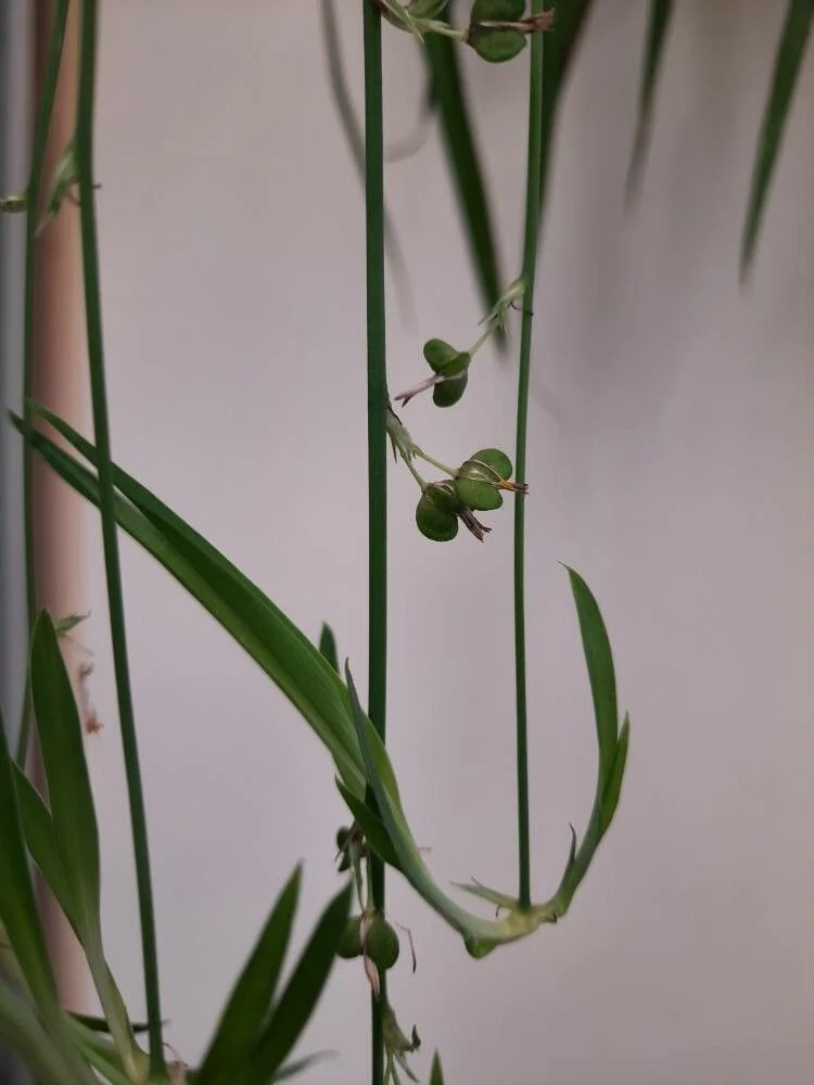 Chlorophytum — fruit