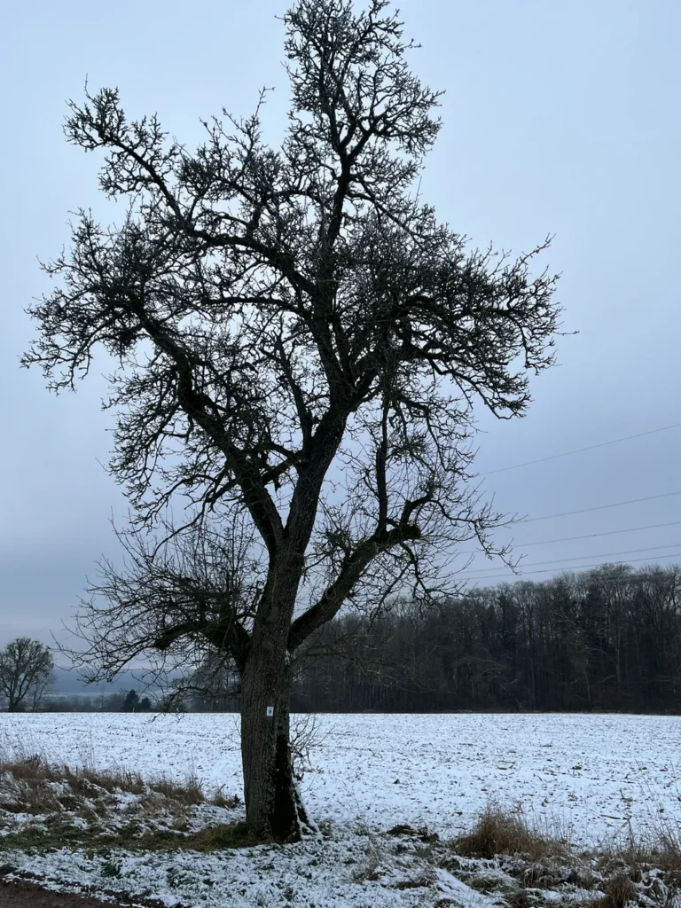Poirier — observation