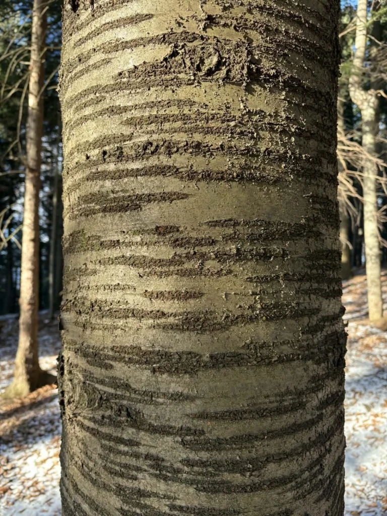 Cerisier — observation