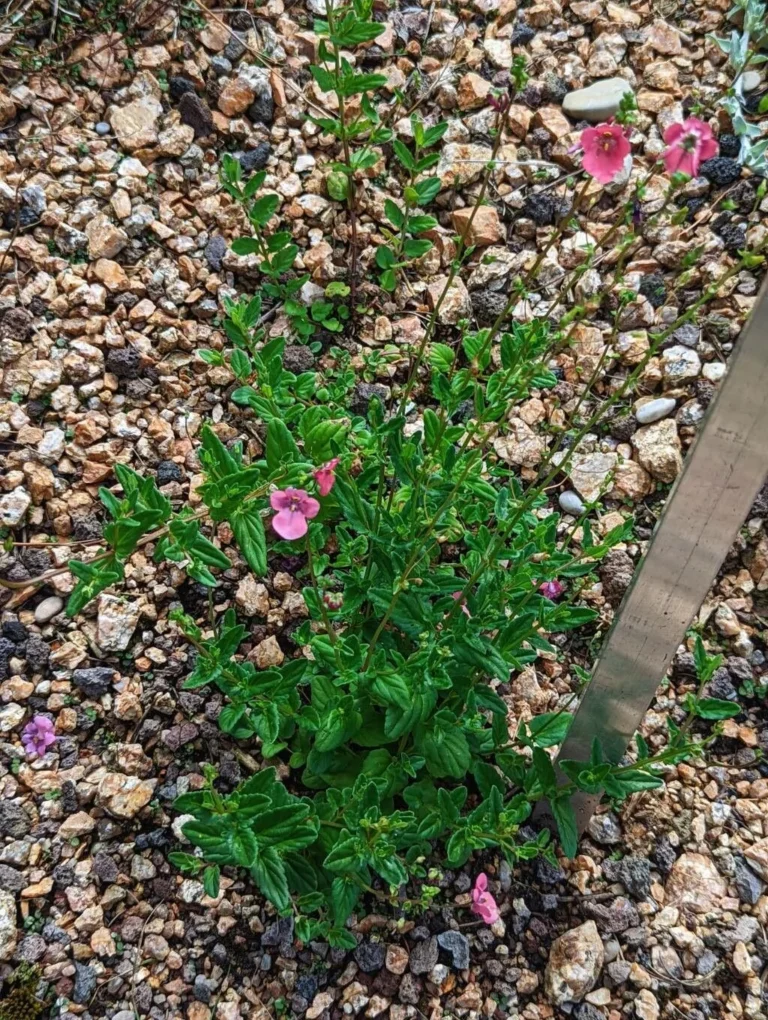 Diascia — port