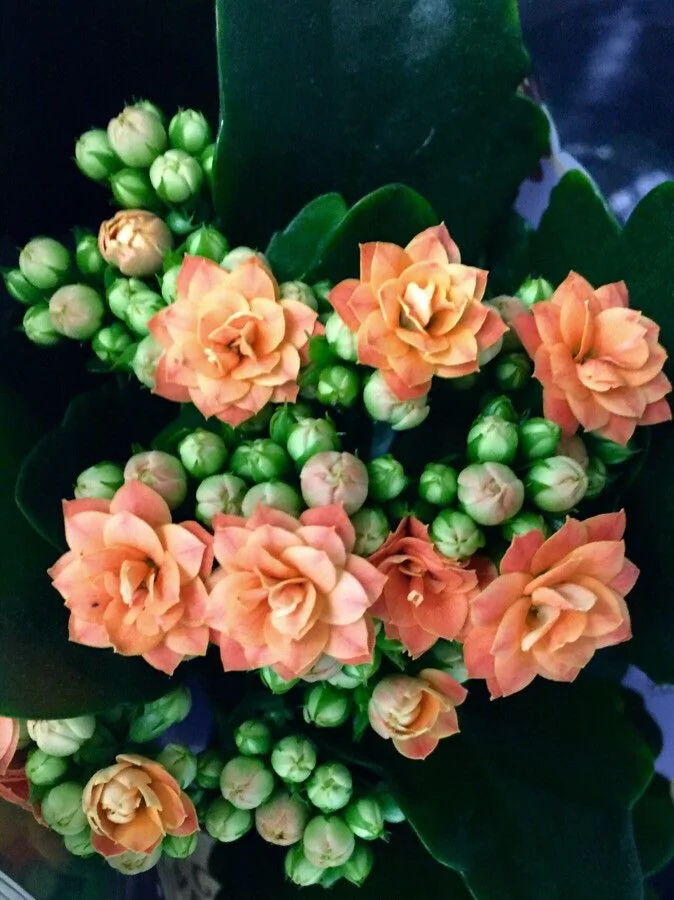 Kalanchoe — port