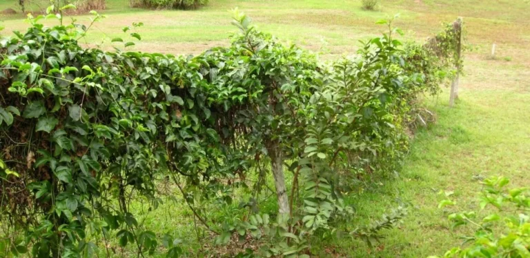 Passiflore comestible — port
