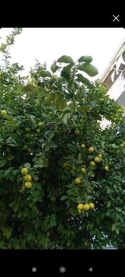 Citronnier — feuillage