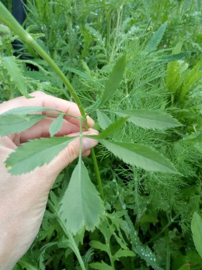 Ammi — feuillage