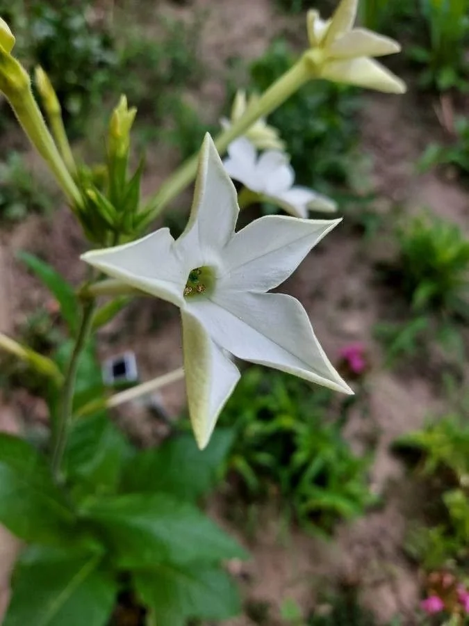 Tabac d’ornement — fleur