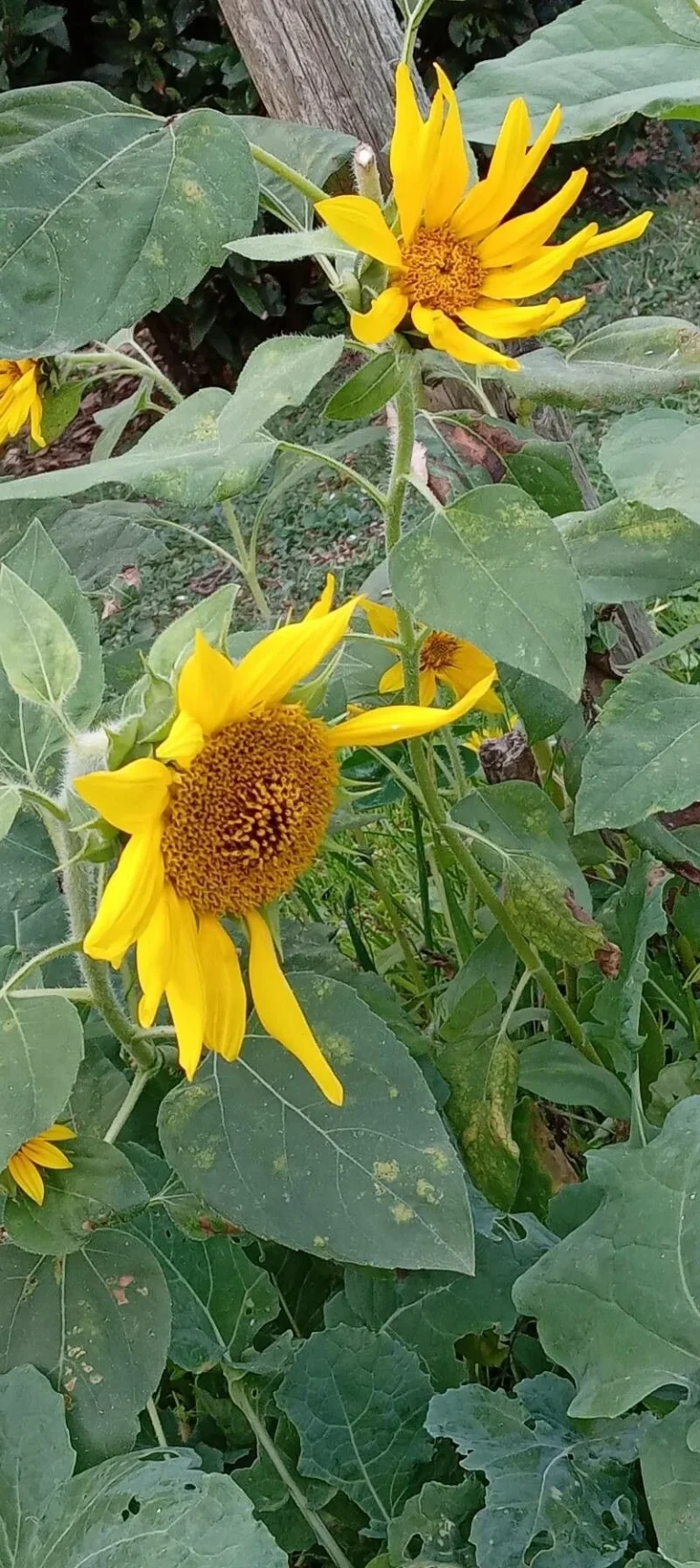 Tournesol — port