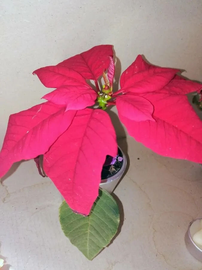 Poinsettia — port