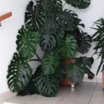 Monstera — port