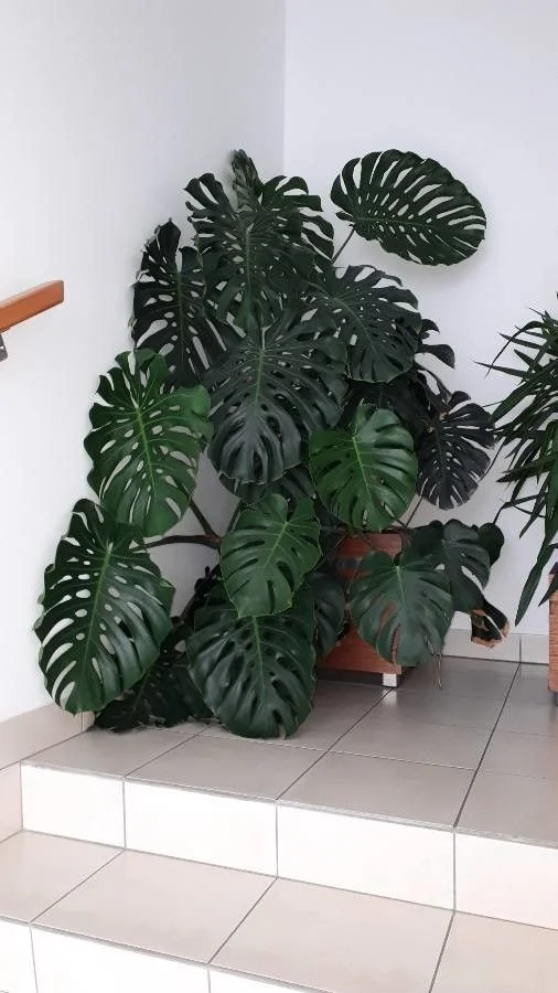 Monstera — port
