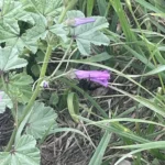 Mauve — observation