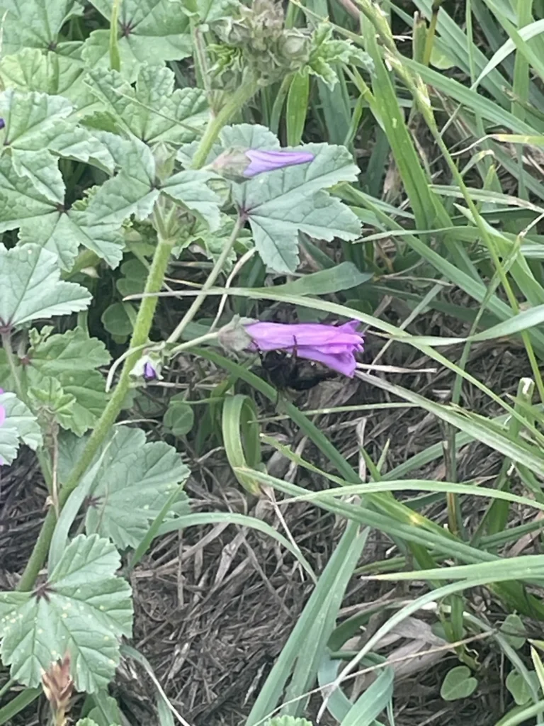 Mauve — observation