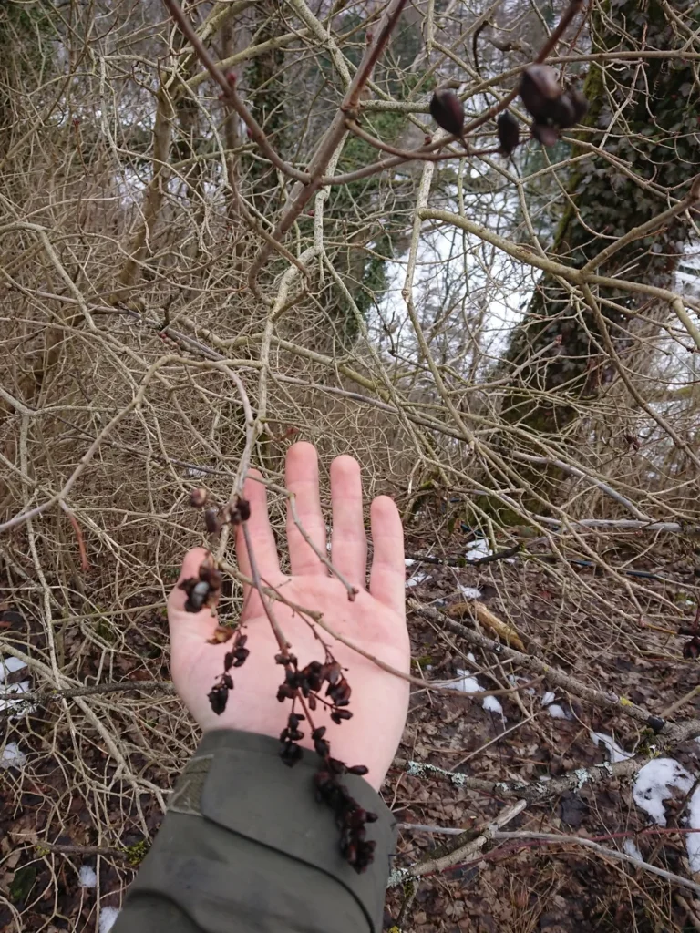 Lilas — observation