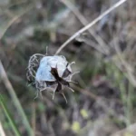 Nigelle de Damas — observation