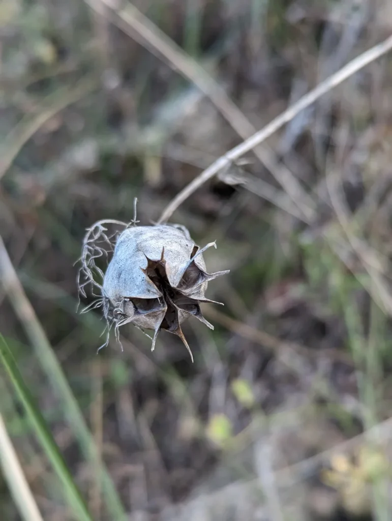 Nigelle de Damas — observation