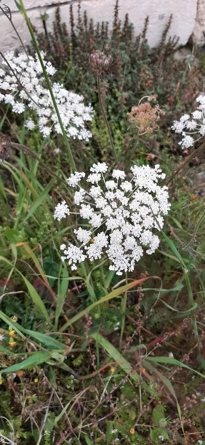 Ammi — fleur