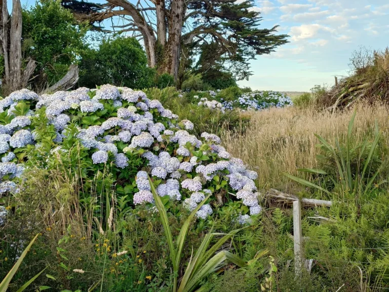 Hortensia — observation