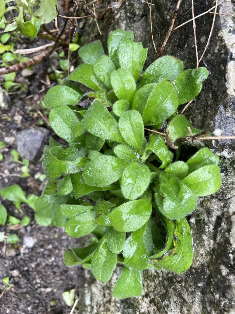 Myosotis — observation