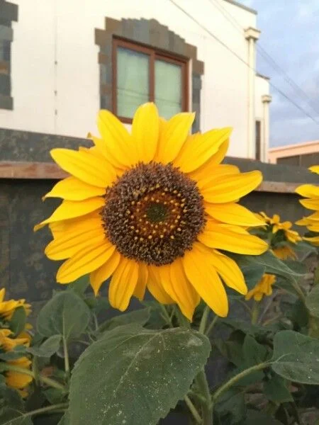 Tournesol — fleur