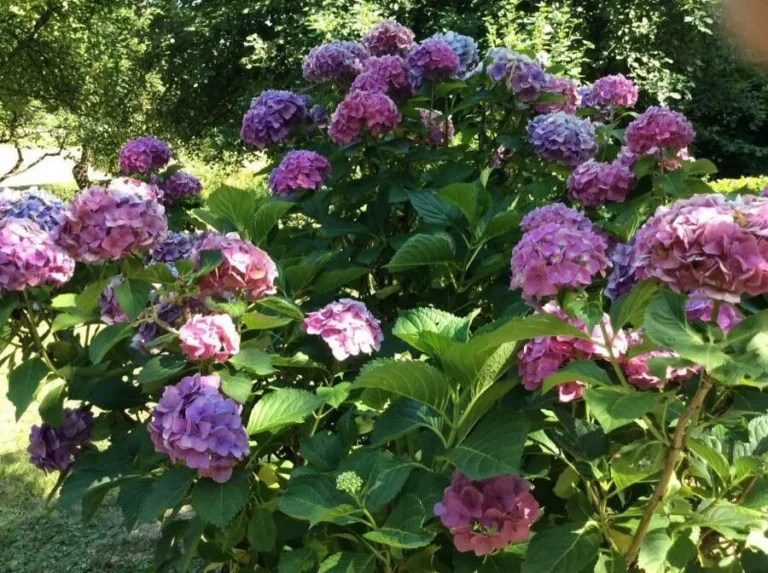 Hortensia — port