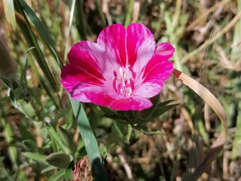 Godetia — fleur