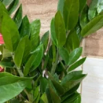 Zamioculcas — port