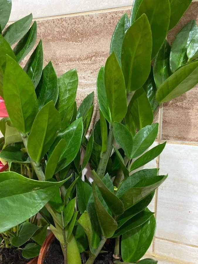 Zamioculcas — port