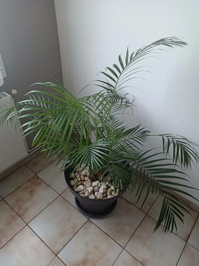 Areca — fleur