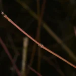 Cornouiller sanguin — observation