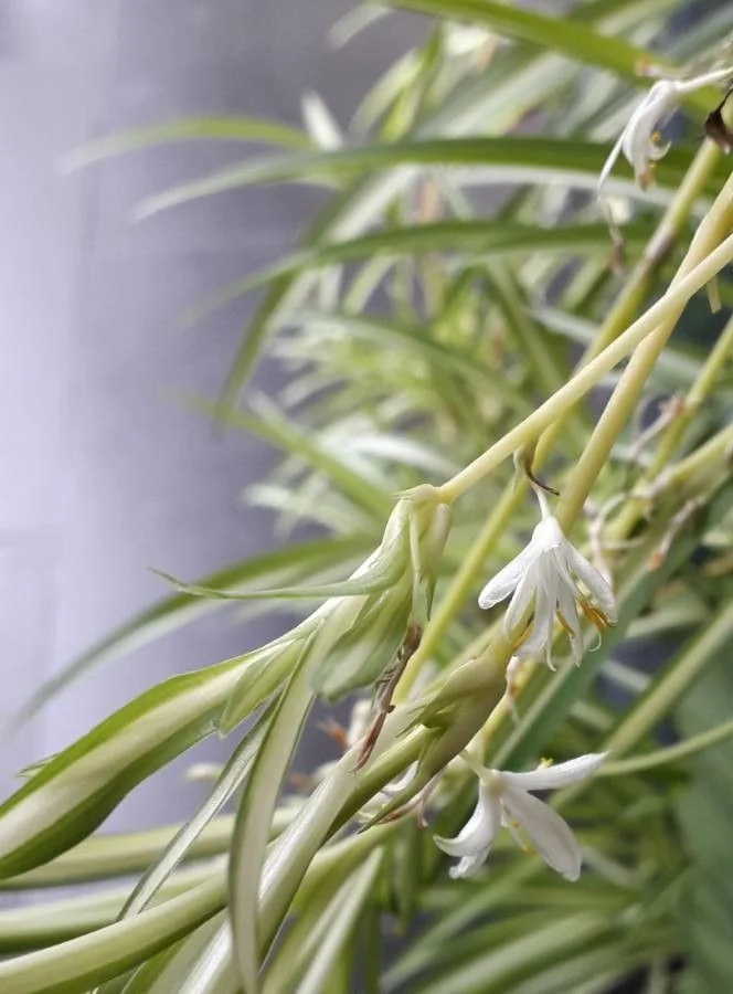 Chlorophytum — fleur