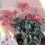 Kalanchoe — port