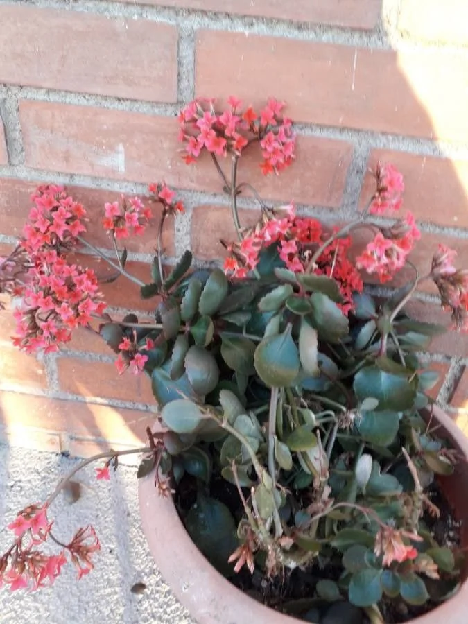 Kalanchoe — port