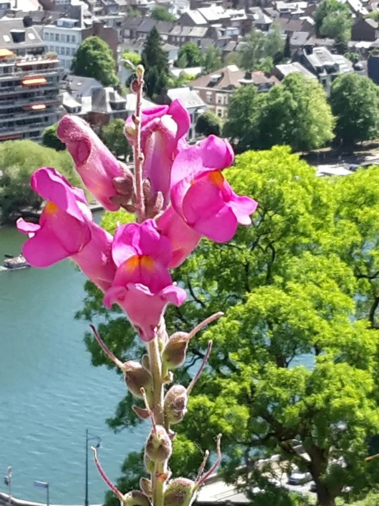 Muflier — fleur
