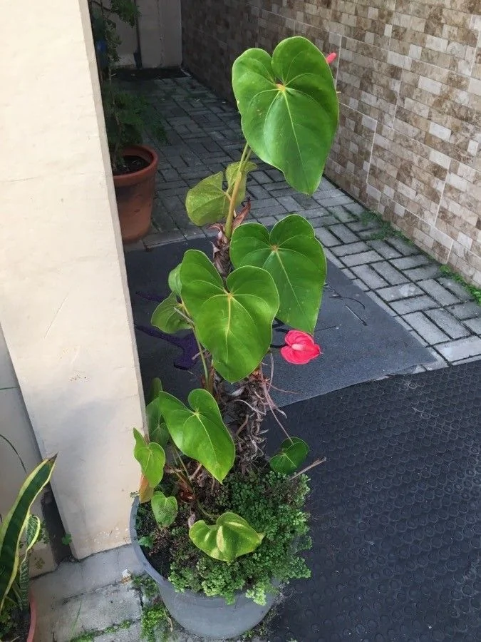 Anthurium — port
