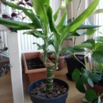 Dracaena — port