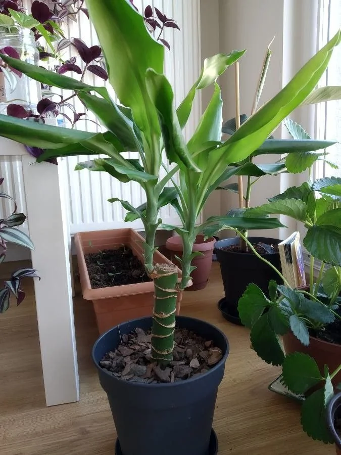 Dracaena — port